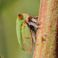 Sextius virescens (Acacia horned treehopper) at O'Connor, ACT - 25 Apr 2023 by ConBoekel