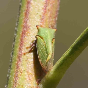 Sextius virescens at O'Connor, ACT - 25 Apr 2023