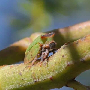 Sextius virescens at O'Connor, ACT - 25 Apr 2023