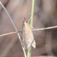 Scoparia (genus) (Unidentified Scoparia moths) at O'Connor, ACT - 25 Apr 2023 by ConBoekel
