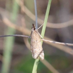 Scoparia (genus) at O'Connor, ACT - 25 Apr 2023