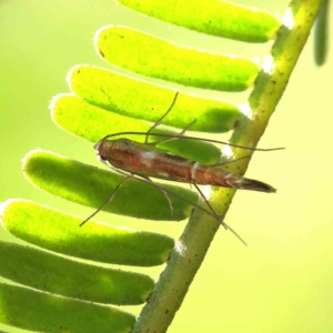 Trachydora (genus) at O'Connor, ACT - 25 Apr 2023