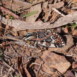 Apina callisto at O'Connor, ACT - 25 Apr 2023 01:03 PM