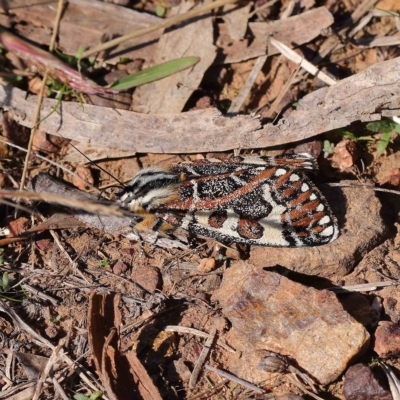 Apina callisto (Pasture Day Moth) at Dryandra St Woodland - 25 Apr 2023 by ConBoekel