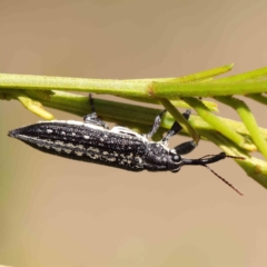 Rhinotia sp. in semipunctata group (A belid weevil) at Dryandra St Woodland - 25 Apr 2023 by ConBoekel