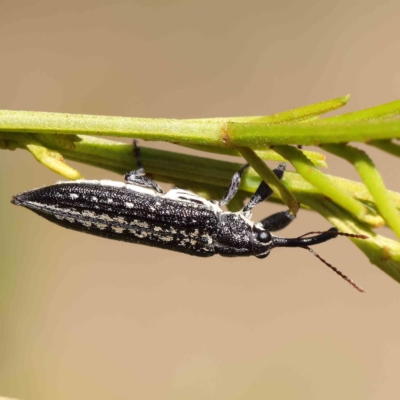 Rhinotia sp. in semipunctata group (A belid weevil) at O'Connor, ACT - 25 Apr 2023 by ConBoekel