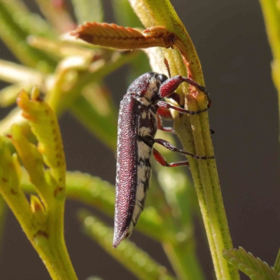 Rhinotia sp. (genus) (Unidentified Rhinotia weevil) at Dryandra St Woodland - 25 Apr 2023 by ConBoekel