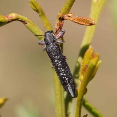 Rhinotia sp. (genus) at O'Connor, ACT - 25 Apr 2023