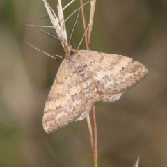 Scopula rubraria (Reddish Wave, Plantain Moth) at Dryandra St Woodland - 25 Apr 2023 by ConBoekel