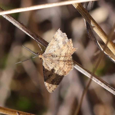 Scopula rubraria (Reddish Wave, Plantain Moth) at O'Connor, ACT - 25 Apr 2023 by ConBoekel