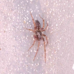 Badumna (genus) (Lattice-web spider) at O'Connor, ACT - 25 Apr 2023 by ConBoekel