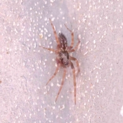 Badumna sp. (genus) (Lattice-web spider) at O'Connor, ACT - 25 Apr 2023 by ConBoekel