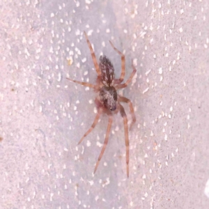 Badumna sp. (genus) at O'Connor, ACT - 25 Apr 2023
