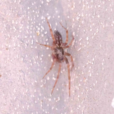 Badumna sp. (genus) (Lattice-web spider) at Dryandra St Woodland - 25 Apr 2023 by ConBoekel