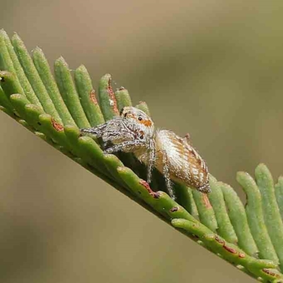 Opisthoncus sp. (genus) (Unidentified Opisthoncus jumping spider) at Dryandra St Woodland - 25 Apr 2023 by ConBoekel