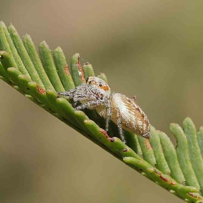 Opisthoncus sp. (genus) (Unidentified Opisthoncus jumping spider) at O'Connor, ACT - 25 Apr 2023 by ConBoekel