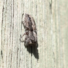 Clynotis severus (Stern Jumping Spider) at Dryandra St Woodland - 25 Apr 2023 by ConBoekel