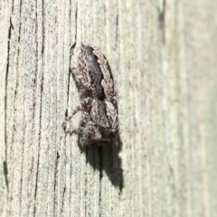 Clynotis severus (Stern Jumping Spider) at O'Connor, ACT - 25 Apr 2023 by ConBoekel