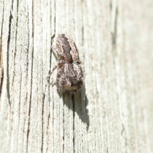 Clynotis severus at O'Connor, ACT - 25 Apr 2023 11:55 AM