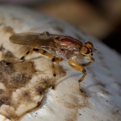 Tapeigaster annulipes (heteromyzid fly) at Acton, ACT - 28 Apr 2023 by KorinneM