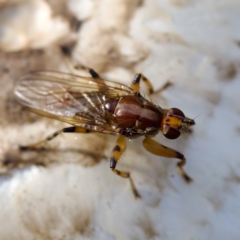 Tapeigaster annulipes at Acton, ACT - 28 Apr 2023