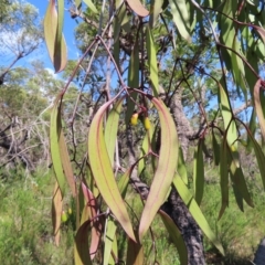 Muellerina eucalyptoides (Creeping Mistletoe) at Ku-ring-gai Chase National Park - 27 Apr 2023 by MatthewFrawley