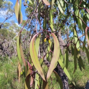 Muellerina eucalyptoides at Ku-Ring-Gai Chase, NSW - 27 Apr 2023 11:11 AM