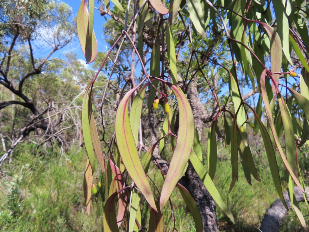 Muellerina eucalyptoides at Ku-Ring-Gai Chase, NSW - 27 Apr 2023
