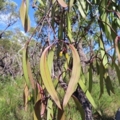 Muellerina eucalyptoides (Creeping Mistletoe) at Ku-Ring-Gai Chase, NSW - 27 Apr 2023 by MatthewFrawley