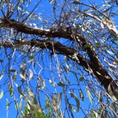 Muellerina eucalyptoides at Ku-Ring-Gai Chase, NSW - 27 Apr 2023 11:11 AM