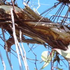 Muellerina eucalyptoides at Ku-Ring-Gai Chase, NSW - 27 Apr 2023 11:11 AM