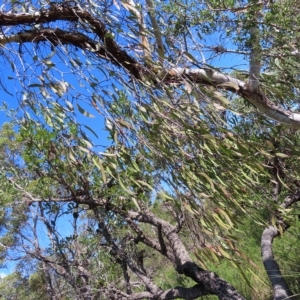 Muellerina eucalyptoides at Ku-Ring-Gai Chase, NSW - 27 Apr 2023 11:11 AM