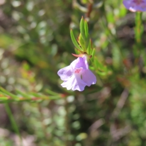 Hemigenia purpurea at Ku-Ring-Gai Chase, NSW - 27 Apr 2023