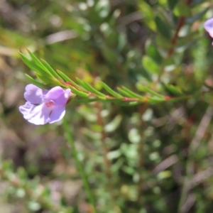 Hemigenia purpurea at Ku-Ring-Gai Chase, NSW - 27 Apr 2023