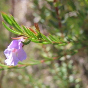 Hemigenia purpurea at Ku-Ring-Gai Chase, NSW - 27 Apr 2023