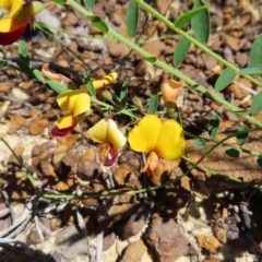 Bossiaea heterophylla (Variable Bossiaea) at Ku-Ring-Gai Chase, NSW - 27 Apr 2023 by MatthewFrawley