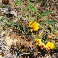 Bossiaea heterophylla at Ku-Ring-Gai Chase, NSW - 27 Apr 2023 11:15 AM