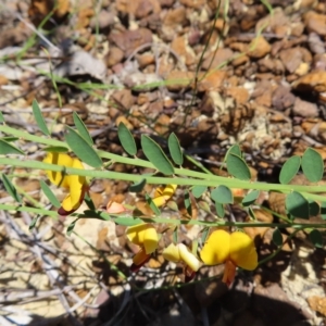 Bossiaea heterophylla at Ku-Ring-Gai Chase, NSW - 27 Apr 2023 11:15 AM