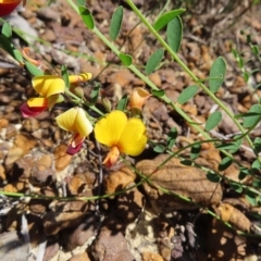 Bossiaea heterophylla at Ku-Ring-Gai Chase, NSW - 27 Apr 2023