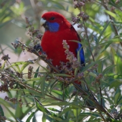 Platycercus elegans (Crimson Rosella) at Downer, ACT - 28 Apr 2023 by RobertD