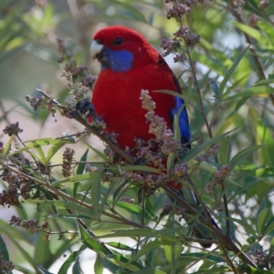 Platycercus elegans at Downer, ACT - 28 Apr 2023
