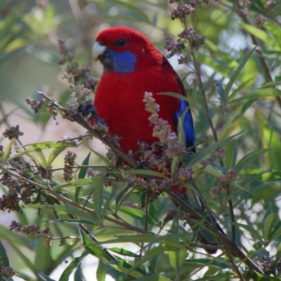 Platycercus elegans (Crimson Rosella) at Downer, ACT - 28 Apr 2023 by RobertD