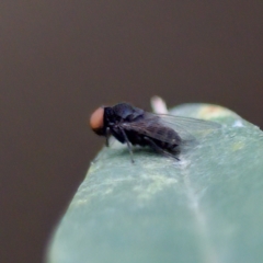 Platypezidae (family) (Unidentified platypezid fly) at Acton, ACT - 28 Apr 2023 by KorinneM