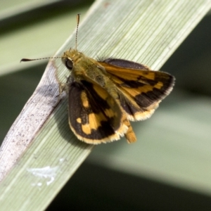 Ocybadistes walkeri at Spence, ACT - 11 Mar 2023