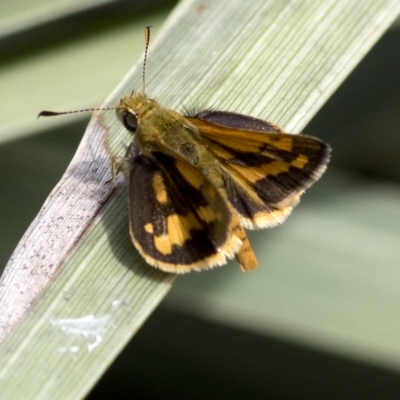 Ocybadistes walkeri (Green Grass-dart) at Spence, ACT - 11 Mar 2023 by JudithRoach