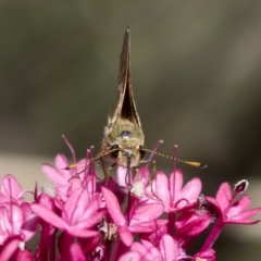 Ocybadistes walkeri at Spence, ACT - 11 Mar 2023