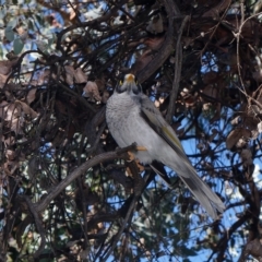 Manorina melanocephala (Noisy Miner) at Downer, ACT - 24 Apr 2023 by RobertD