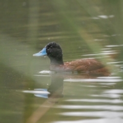 Oxyura australis (Blue-billed Duck) at Isabella Plains, ACT - 29 Apr 2023 by ReeniRooMartinez