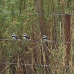 Stagonopleura guttata (Diamond Firetail) at Booth, ACT - 29 Apr 2023 by BenW