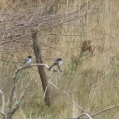 Melanodryas cucullata cucullata (Hooded Robin) at Tennent, ACT - 29 Apr 2023 by TomW